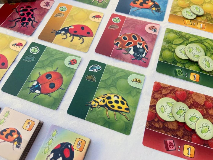 Ladybird